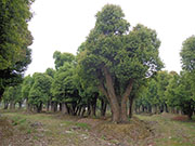 大型丛生香樟树基地